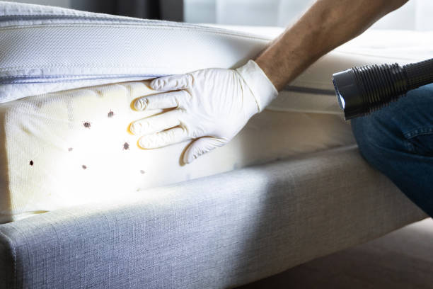 Best Rat Extermination Near Me  in North Pembroke, MA