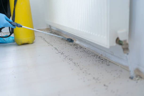 Best Spider Control Near Me  in North Pembroke, MA