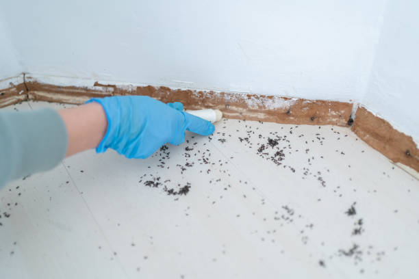 Best Pest Inspection Near Me  in North Pembroke, MA