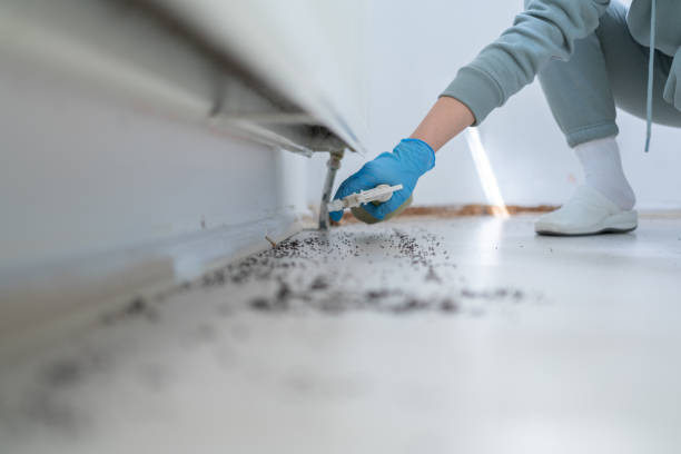 Flea Control Services in North Pembroke, MA